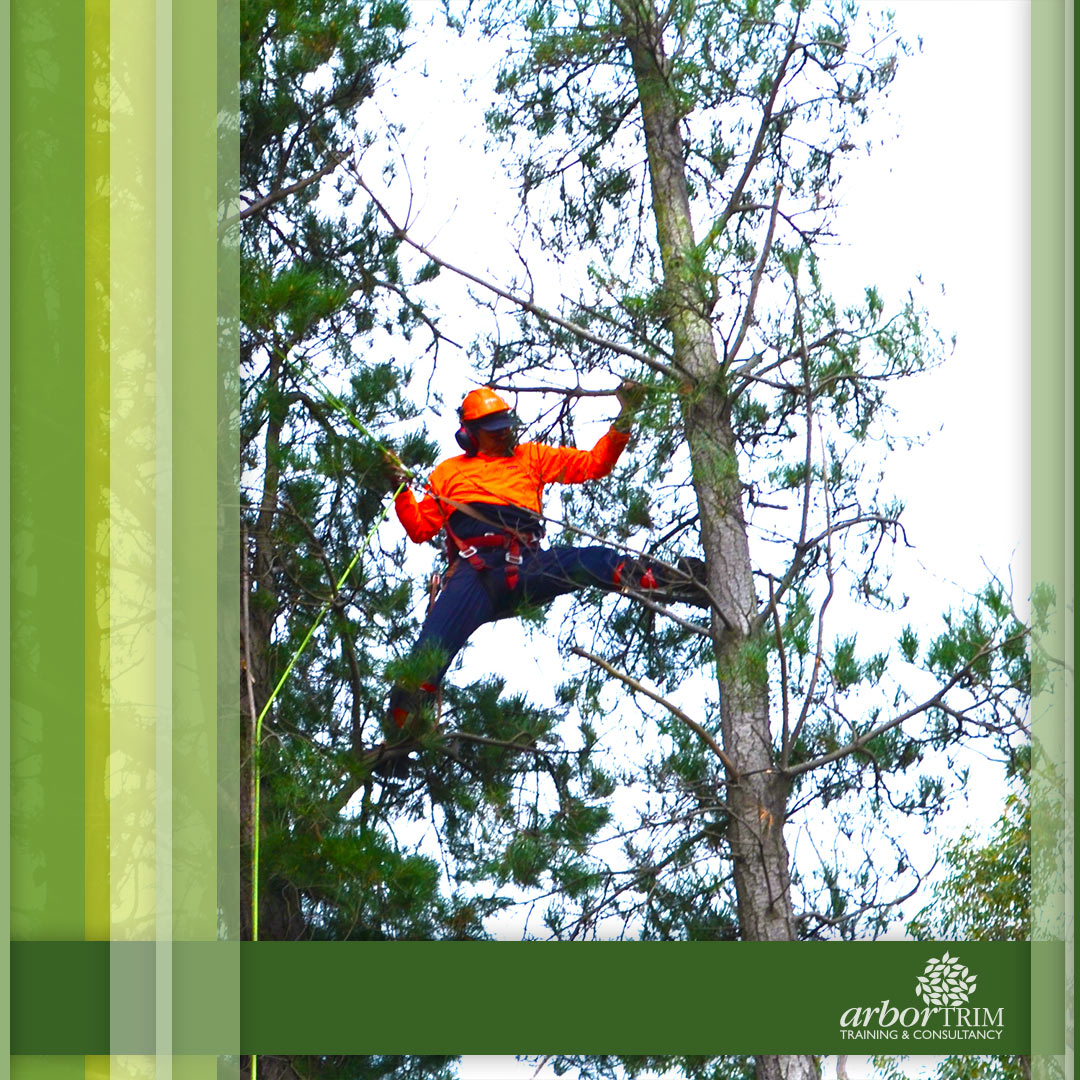 Arboriculture Courses in Melbourne Arbortrim Training