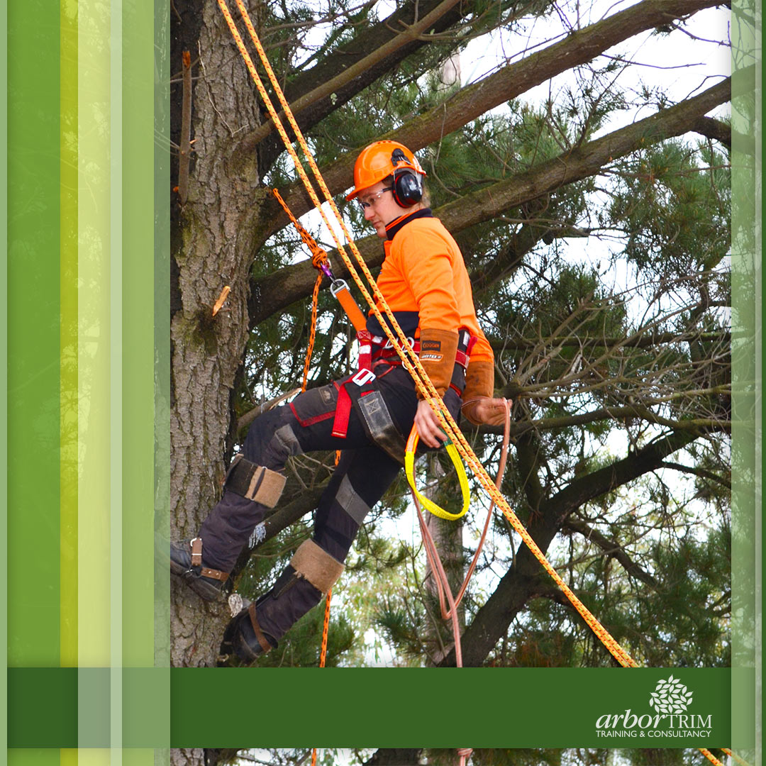 Arboriculture Courses in Melbourne Arbortrim Training